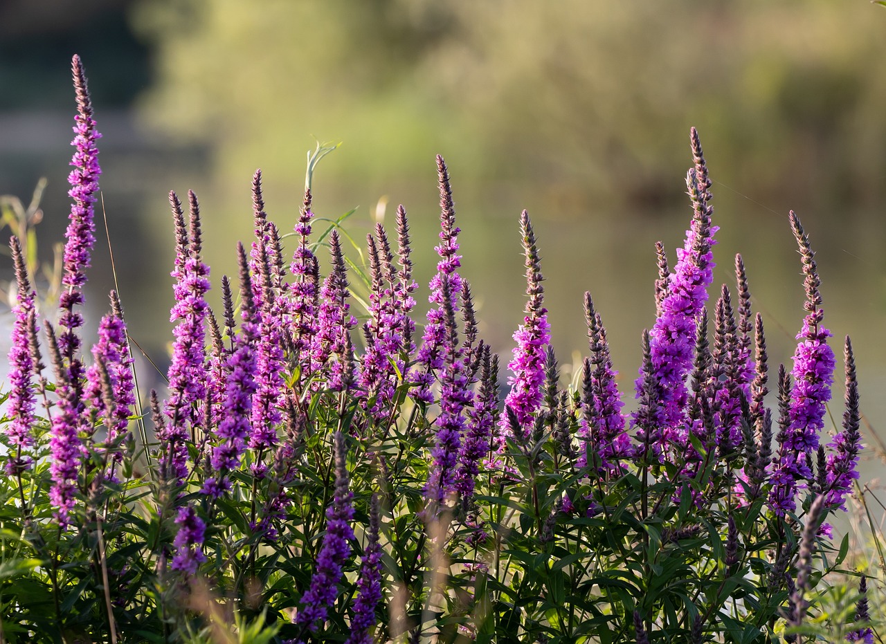 Inheemse vlinderplanten voor de natuurlijke tuin